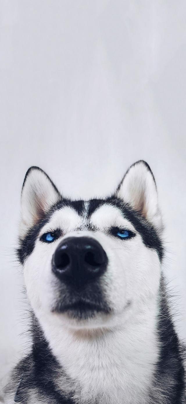 宠物壁纸 宠物壁纸