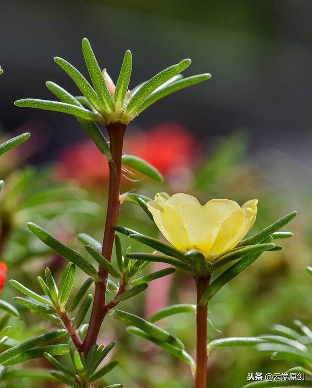 午时花水粉画图片