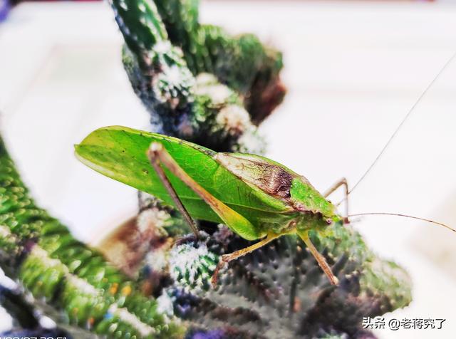 纺织娘是什么昆虫纺织娘怎么抓