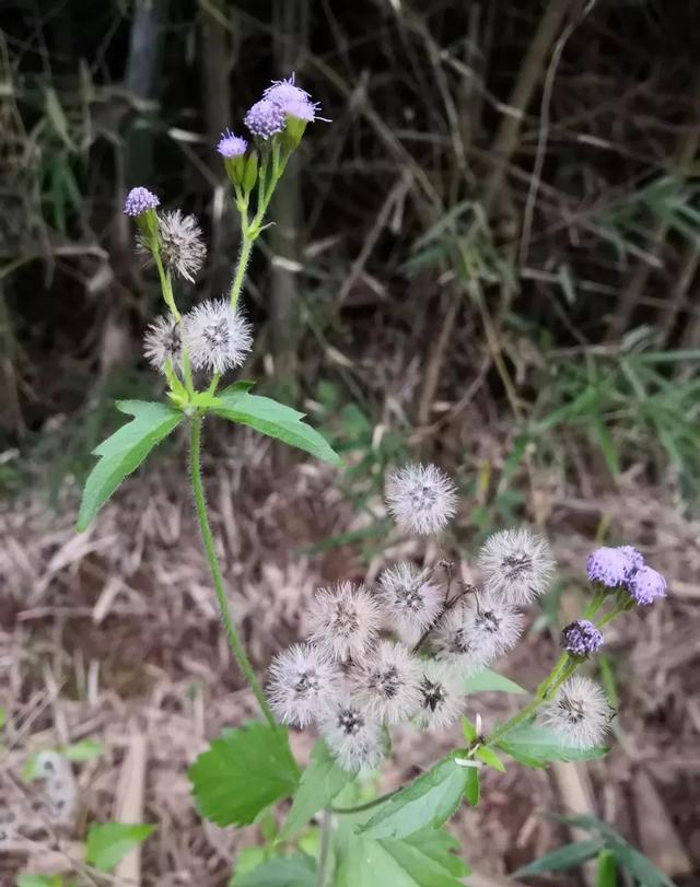 薇甘菊图片危害图片