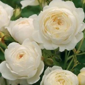 月季花品种