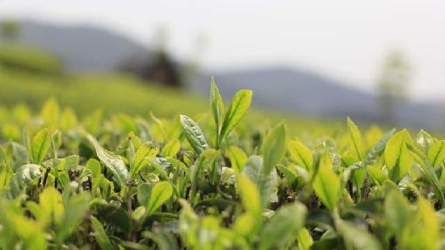 茶的种类 茶的种类（茶的种类介绍） 生活