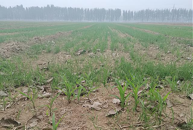 小麦田长出了很多玉米苗，会影响生长吗？农户们该怎么办？