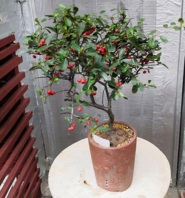 花卉名称