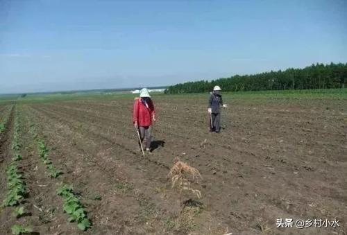 4月是进行蝼蛄虫情调查的好时机，了解生活习性，进行科学的防治6