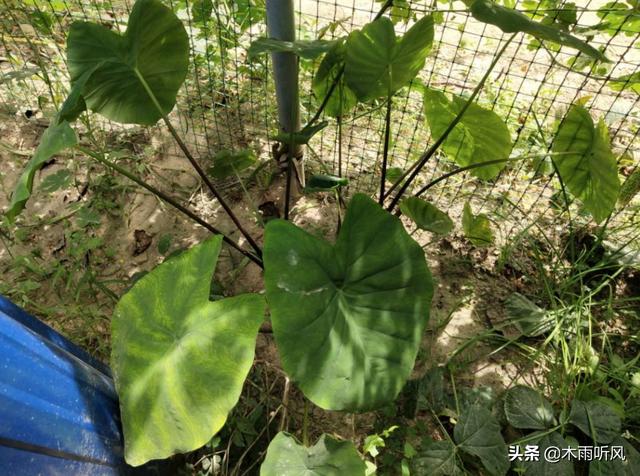 种植芋头，如何施肥？需要注意什么？3