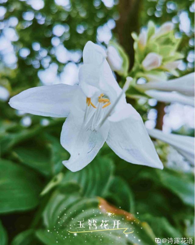 玉簪花 玉簪花  玉簪花的养殖方法和注意事项 生活