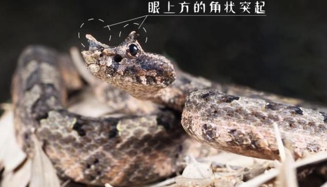 “龙”角奇蛇角原矛头蝮，7年后再现浙江乌岩岭，毒性有多强？
