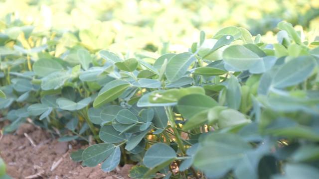 花生如何种植才能高产？前期管理很关键，教你一个高产配方3