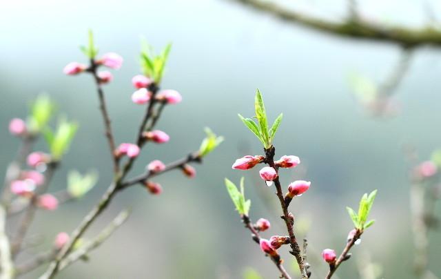 大林寺桃花的诗意（大林寺桃花古诗的意思翻译）