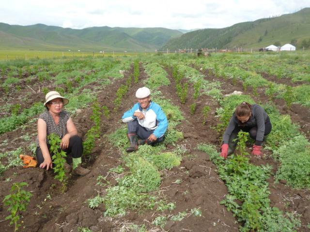 蒙古国举国还债,民众捐黄金马匹,来中国排队购物后,事情又有进展