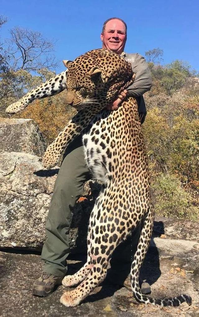 什么狗能咬死藏獒 什么狗能咬死藏獒（什么狗能咬死藏獒图片） 动物