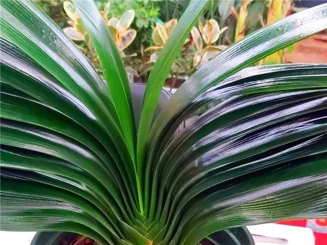 能磨芝麻核桃破碎机