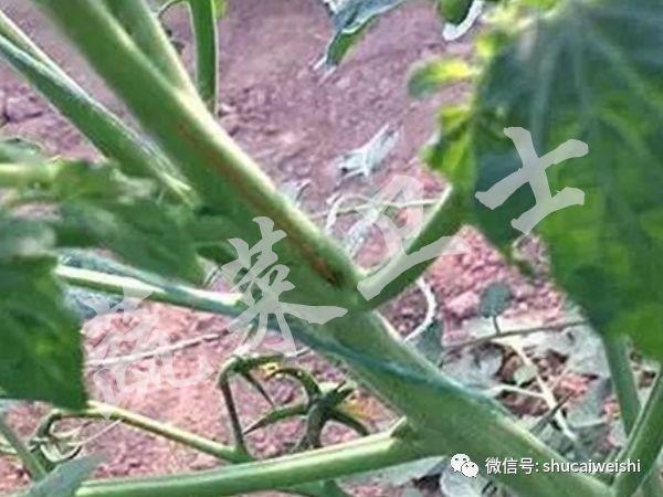 ​夏季高温，番茄“芽枯病”的防控你做好了吗？3