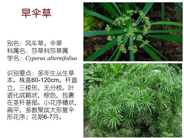 水生植物 水生植物（水生植物种植施工方案） 生活