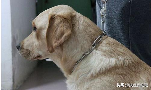 狗狗电项圈训练方法(训练狗狗戴链子的方法)-艾拉养犬