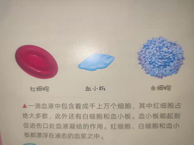 “妈妈，为什么我们会生病？”23张图给孩子解释：我们的身体