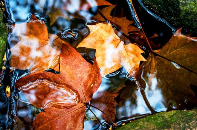 梅子的“最高境界”，是老祖宗的“护咽法宝”