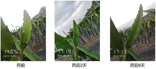 杀菌剂+杀虫剂+肥料＞3？不一定！混不好，药害、肥害找上门5