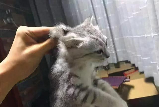 打小猫