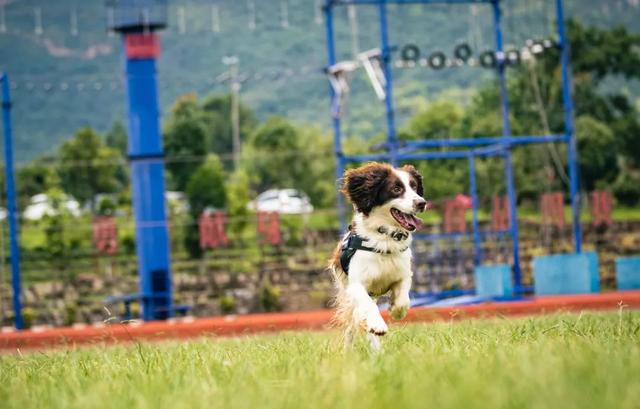 德国防暴犬 德国防暴犬（德国防爆制动器） 动物