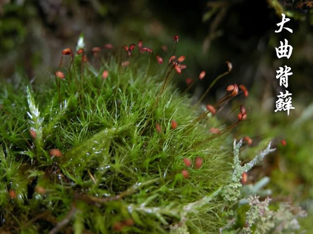 苔藓植物