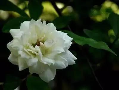 芙蓉花语