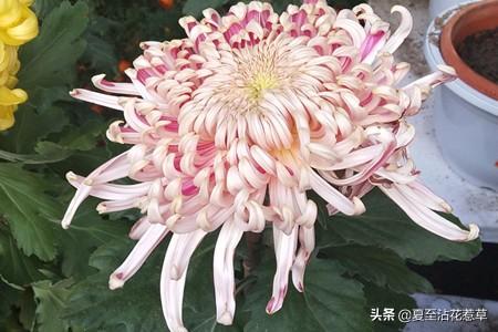 菊花什么意思