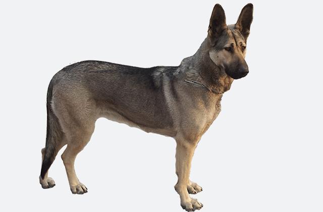 石家庄禁养大型犬的区域范围(长沙犬种禁养名单)