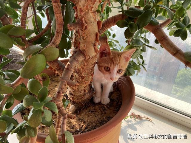 小橘猫脾气怪 不睡猫窝睡花盆 全网搜