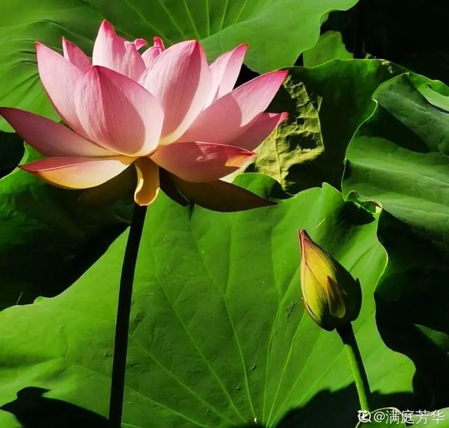 夏天开什么花有哪些（30种夏天开的花）