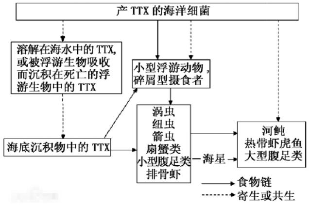 河豚鱼图片