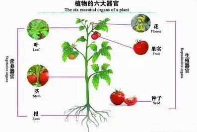 种子植物