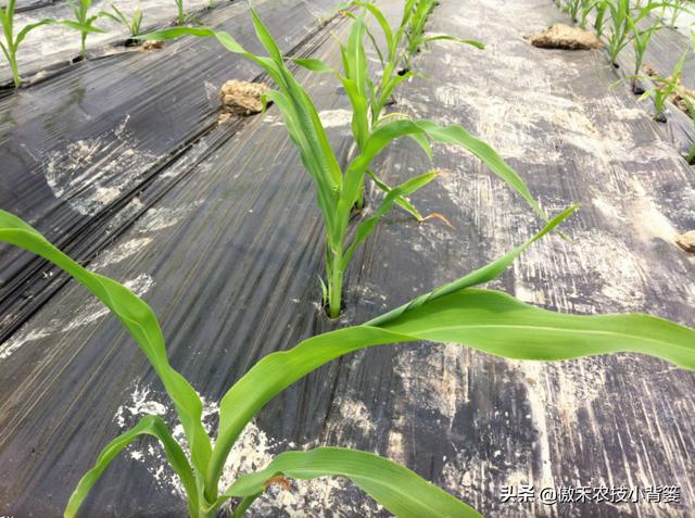玉米拧芯卷叶、不抽叶不展叶，不能全赖蓟马虫害，常见原因有6种6