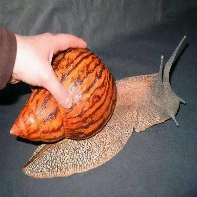 生活中，这些东西不能吃，有剧毒