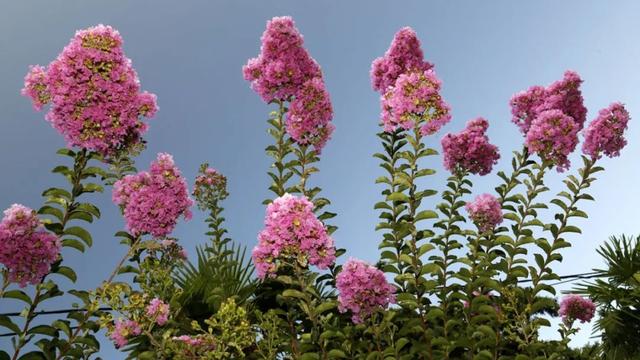 紫薇花 紫薇花（紫薇花期） 生活