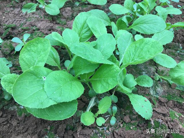 萝卜白菜上的菜青虫猖獗，又不想打药，有什么土办法能治菜青虫吗1