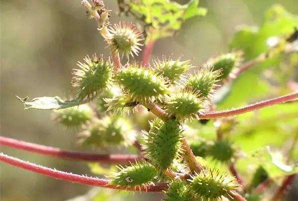 好多人都被这植物伤害过，结出的果子小孩子最喜欢！1