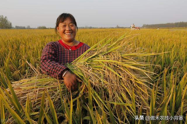 水稻什么时候收获产量最高？如何准确判断水稻最佳收获期？2