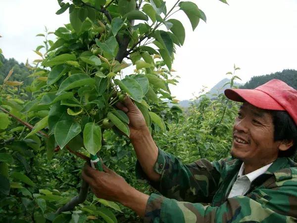 梨树落花后，疏果要抓紧，保障优质果！3