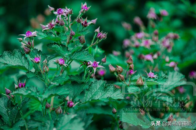 茅莓花娇美盛开的芬芳，紫红色的花朵靓丽含香很常见，百态多姿7