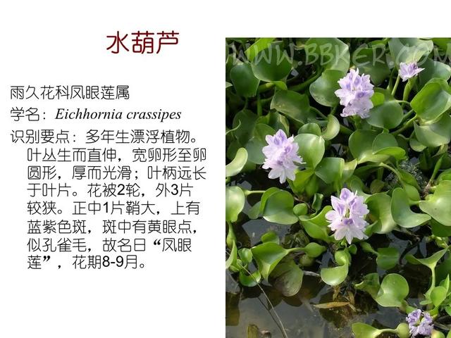 常见水生植物