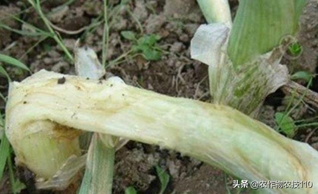 大葱种植病虫害年年加重，如何防治更高效，怎么种植更高产？10