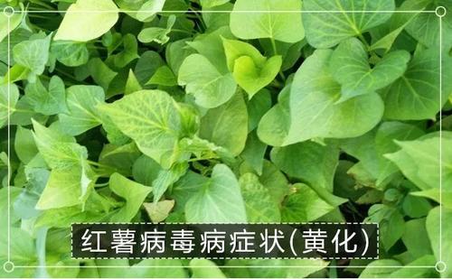 红薯病虫害大全，请收藏6