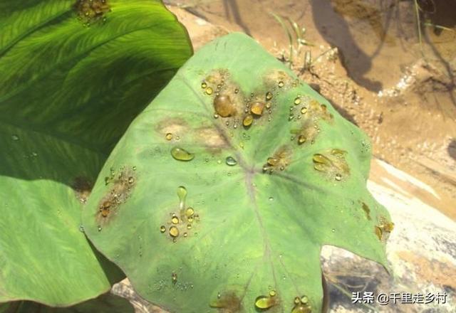 如何高效快速防治蔬菜病虫害——芋疫病