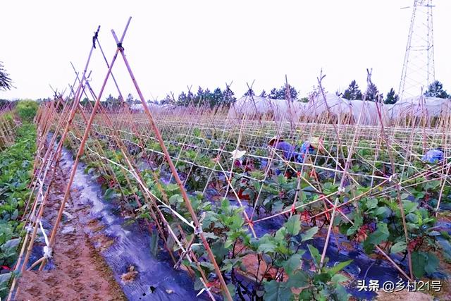 茄子种植巧管理，一株一杆防风暴，一果一袋巧防虫3