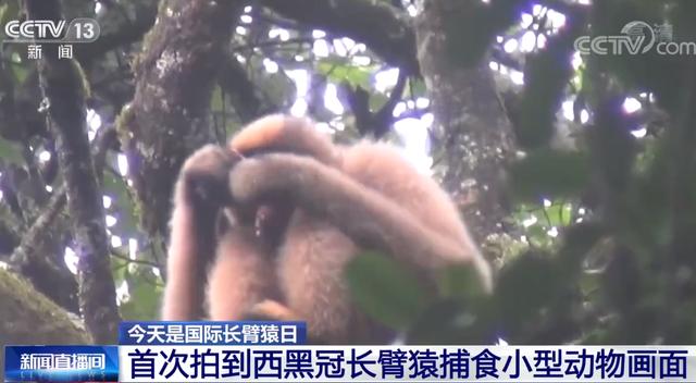 发生在云南 首次发现长臂猿捕食小动物 吃肉不吃皮 进化了吗 今日热点