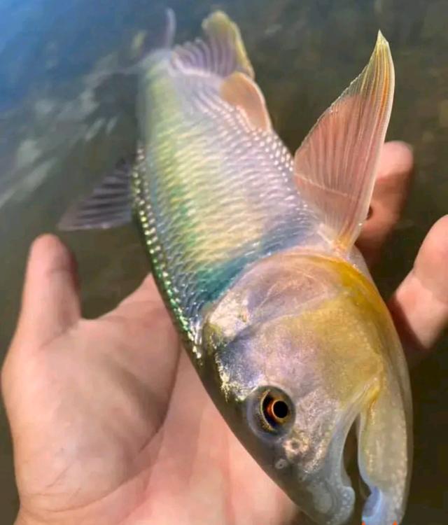 马口鱼马口鱼鱼苗