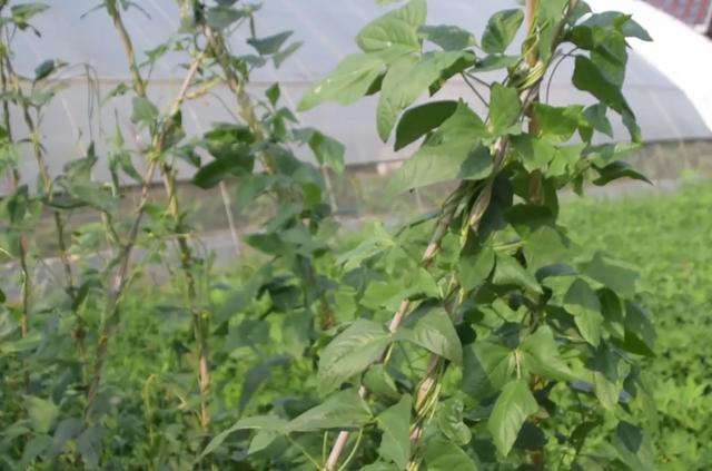 豆角种植常见的3种病害，农户越早预防，植株长势越好5