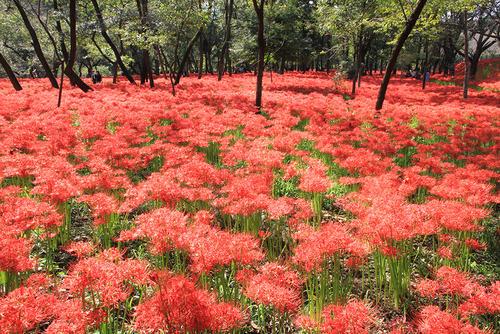 石蒜花